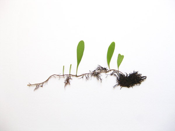Botanic Collection No.2 -  8'x10' Fine Art Photograph - Composition II - The Tempo of Life No.3