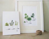Succulents - Any TWO  8'x11.5' Fine Art Print