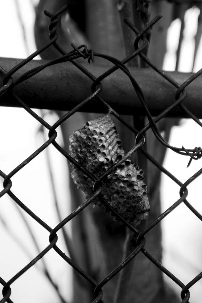 Wasps Photo Print