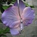 Flower earrings purple orchids
