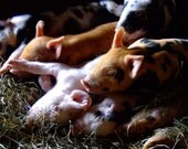 Farm Animals - set of recycled photo notecards
