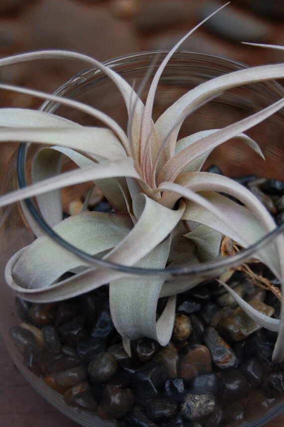 Xerographica air plant in glass globe by plantology on Etsy