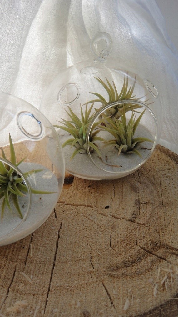 Mini Air Plant Terrarium Glass Globe by plantology on Etsy