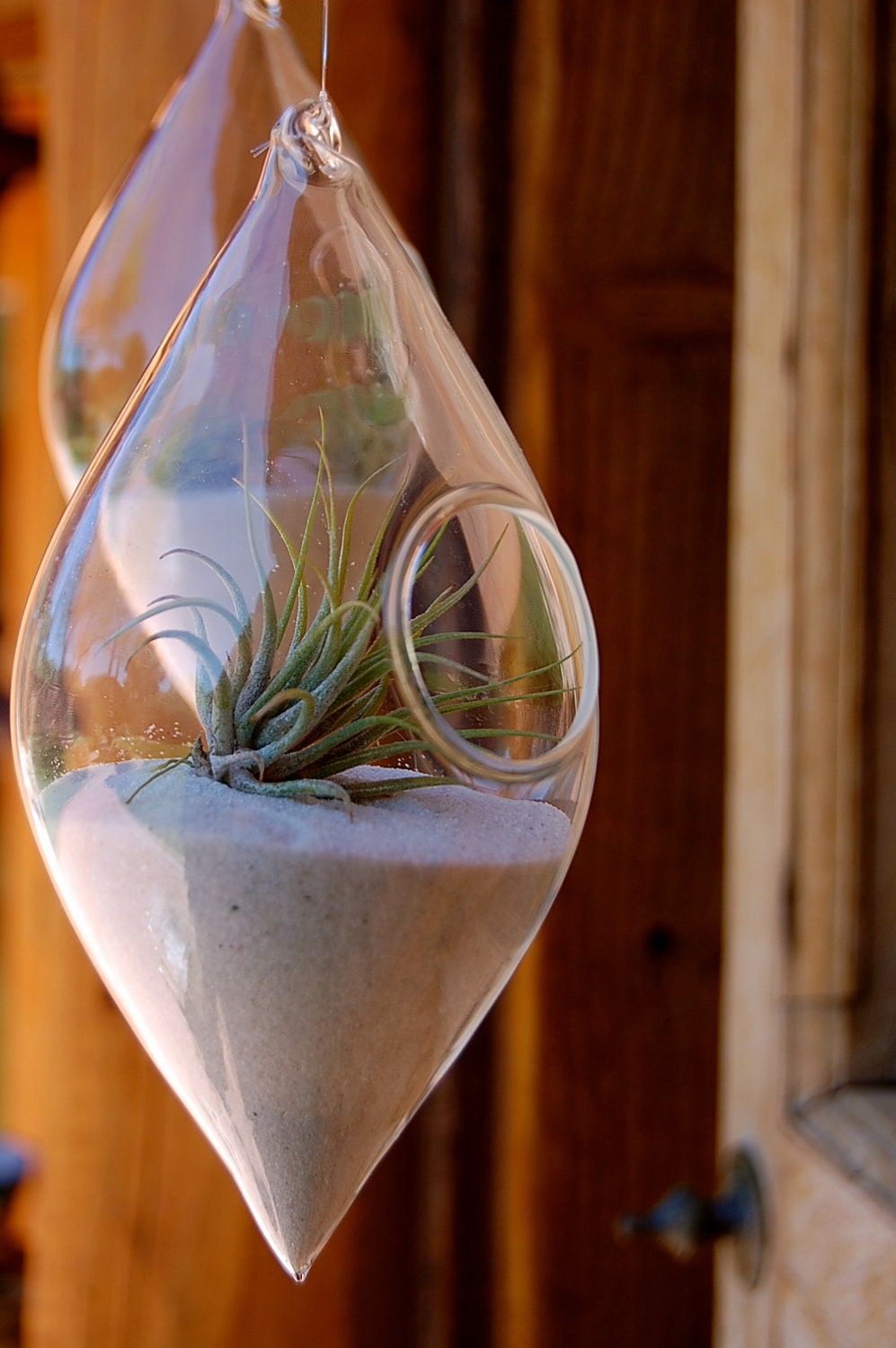 Hanging Air Plant Teardrop Terrarium