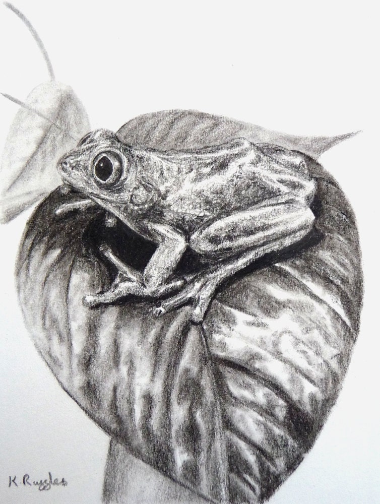 Tree frog original charcoal drawing