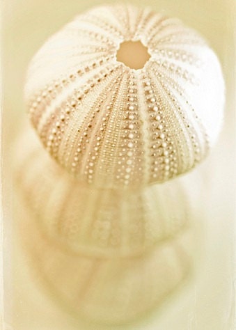 Cyber Monday sale Sea Urchin No. 5 nautical photography 8x10 photo beach photograph cottage decor natural history neutral beige tan nougat