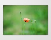 Flower photography minimalist art Fine art photograph- "Road Worn and Weary" 5x7 photo print- jewel tone tangerine tango poppy spring garde