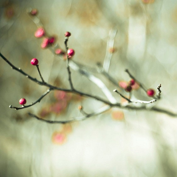 red berry photography tree photograph 5x5 square pastel blue green sea foam 5x5 print "Pale & Wan"