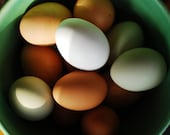 Farm Fresh Eggs- food photography fine art photo rustic farmhouse decor kitchen art easter spring teal farmers market