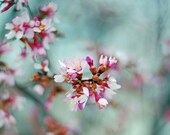 spring flower french country nature tree photography "Spring Rain"- 5x7 fine art photograph shabby chic home decor honeysuckle cockatoo
