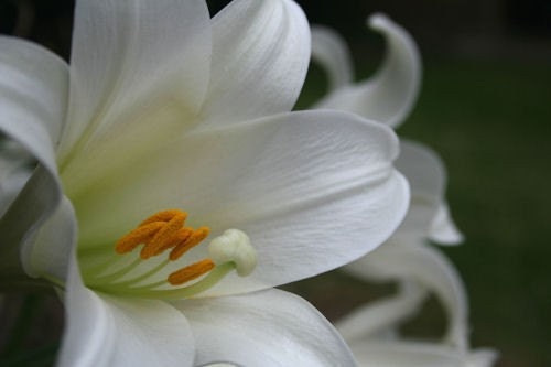 Flower photograph, lily photo, white, wall art -- "Purity", an 8x12-inch fine art photograph
