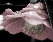 Pink flower photograph, romantic photo, love, wall art -- "Dewdrops on Camellia", a 5x7-inch fine art photograph
