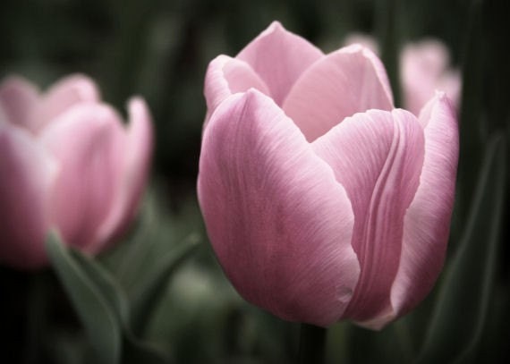 Tulip photograph, flower wall art, pink -- "Delicately Brushed", a 5x7-inch fine art photograph
