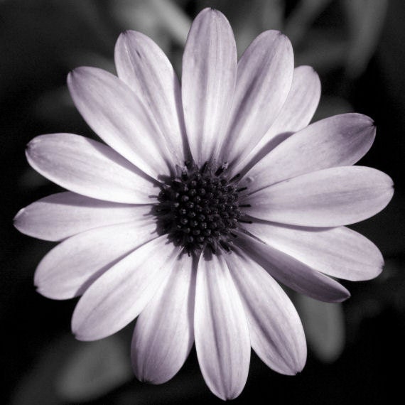 Flower photo, purple, wall art, nature, symmetry, home decor, -- "Perfectly Imperfect", a 10x10-inch fine art photograph