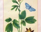 Wild Flowers of America - Wood Betony-Lousewort and Blue Cohosh - Original Lithos c. 1894