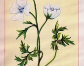 Wild Flowers of America - Musk Mallow and Hop Clover - Original Lithos c. 1894