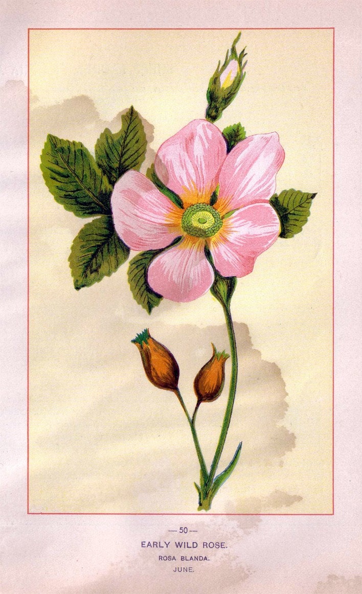 Wild Flowers of America - Sheep Laurel and Early Wild Rose - Original Lithos c. 1894