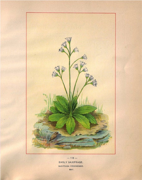 Wild Flowers of America - Marsh Speedwell & Early Saxifrage - Original Lithos c. 1894