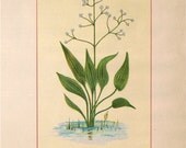 Wild Flowers of America - Star Grass & Water Plantain - Original Lithos c. 1894