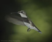 Hummingbird 8x10 Metallic Fine Art Photograph