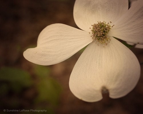 Dogwood Dreams 8X10 Metallic Fine Art Photograph