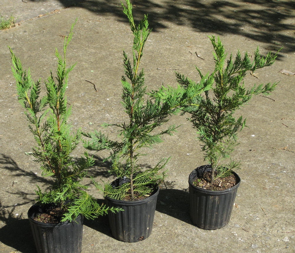 cypress trees growing fast leyland evergreen revisit later favorites add