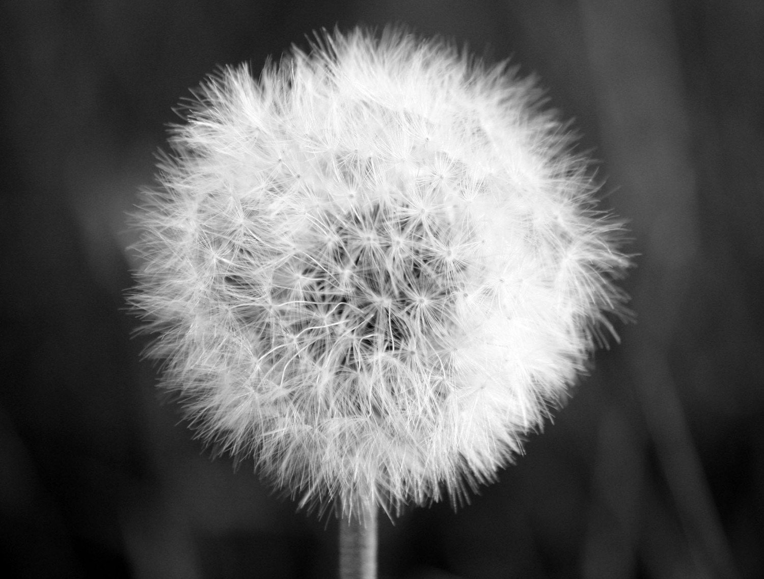 Hanging On - Fine Art Photograph Black and White Nature Flower Dandelion - 5x7 Free Shipping - OneDecember