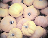 Fall Pumpkins - Fine Art Photograph - 5x7 - Pastel, Autumn Decor, Orange, Yellow, Halloween, Gourds, FREE Shipping - elitett - OneDecember