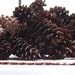 Real Pinecones - 20 Medium Natural Gathered CT Pinecones - Nature, Home Decor, Holiday, Fall Harvest, Autumn, Rustic, Centerpiece elitett