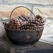 Real Pinecones - One Dozen, 12 Medium Natural Gathered CT Pinecones - Nature Home Decor Harvest Rustic Centerpiece Holiday Thanksgiving