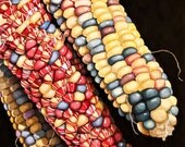 Ornamental Corn 1 - fine art print of an original watercolor painting  by Kevan Moran Aponte