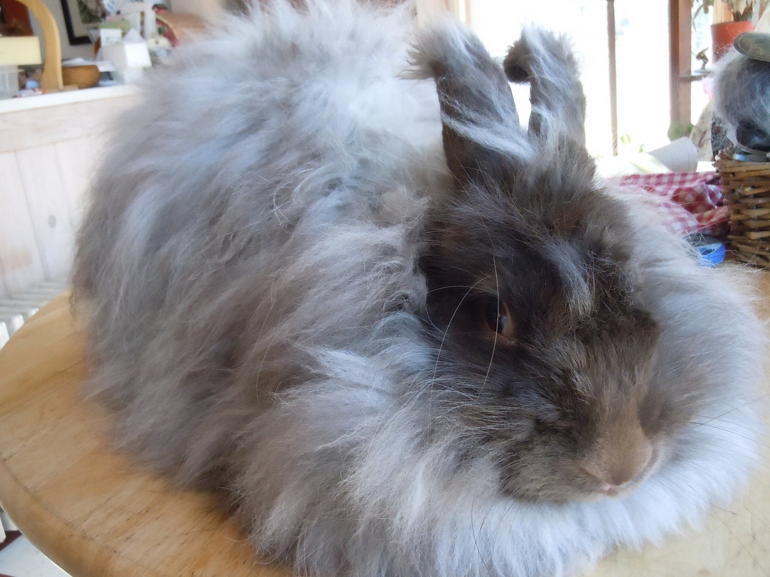 Juliette, Angora Fur, Chocolate French/German cross