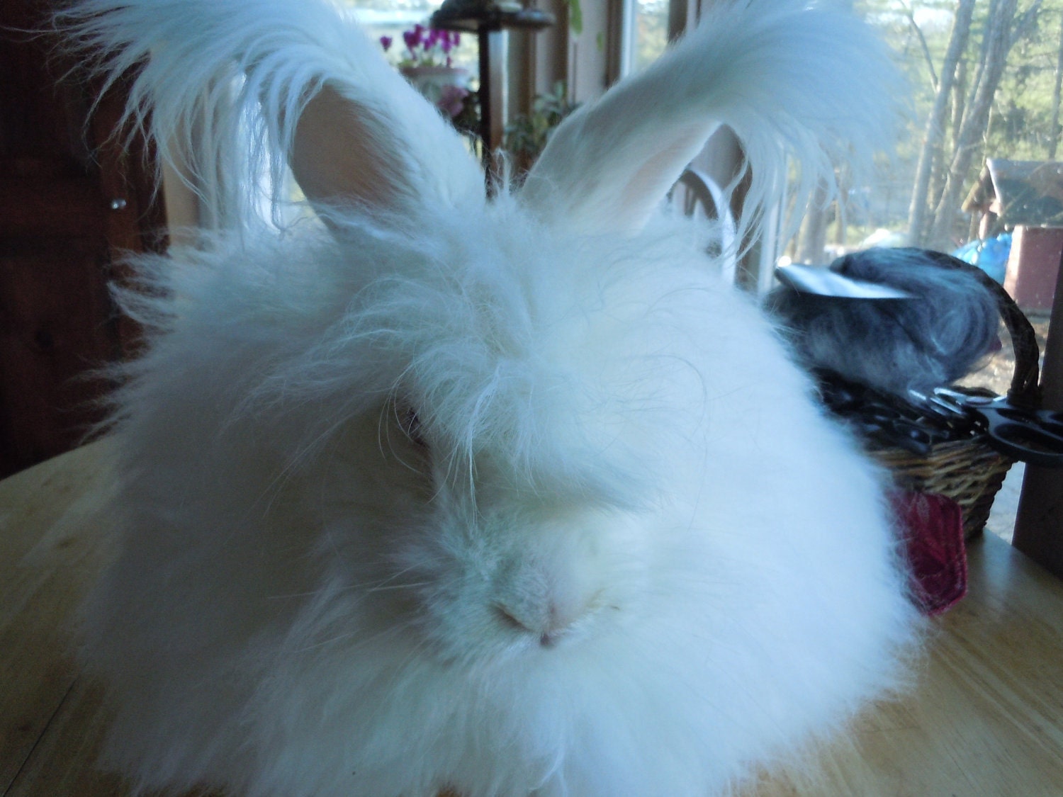 Mr. Snow, Angora Fur, Ruby-eyed White Albino, French German cross