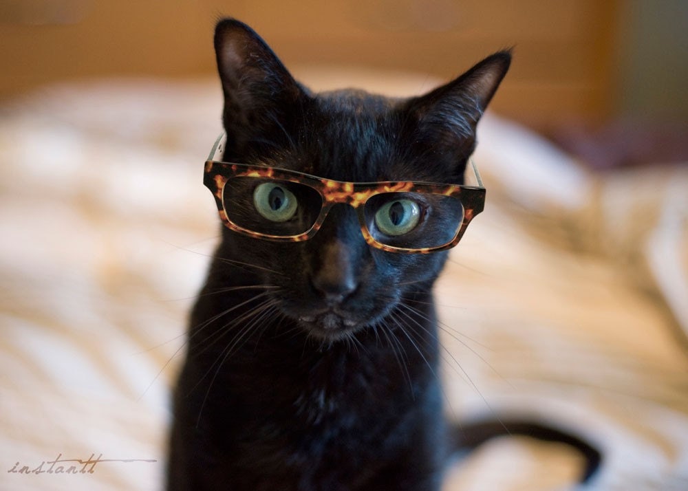 Photographic Print - Cat in Glasses 2 - 8x10