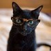 Photographic Print - Cat in Glasses 2 - 5x7