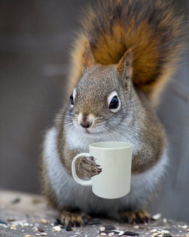 Bright Eyed & Bushy Tailed - Coffee Loving Squirrel (5x7)