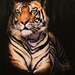 Pastel Drawing Tiger Wildlife Fine Art ACEO Print