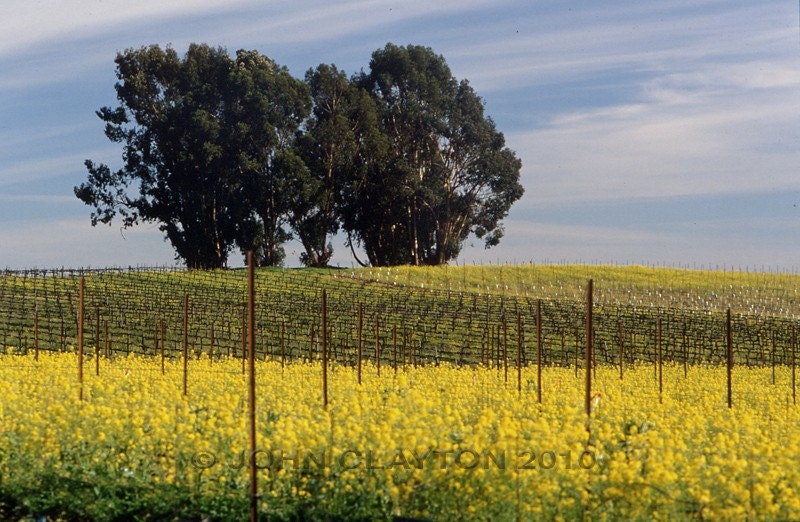 Carneros Mustard - Signed archival fine art photograph