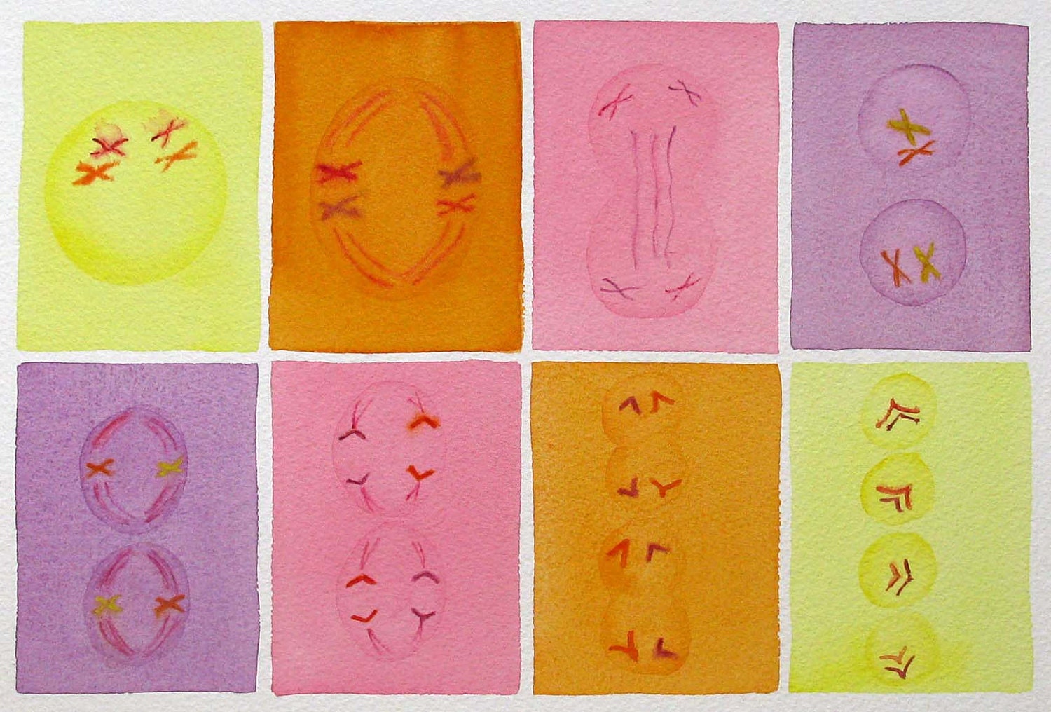 Meiosis - original watercolor - genetics