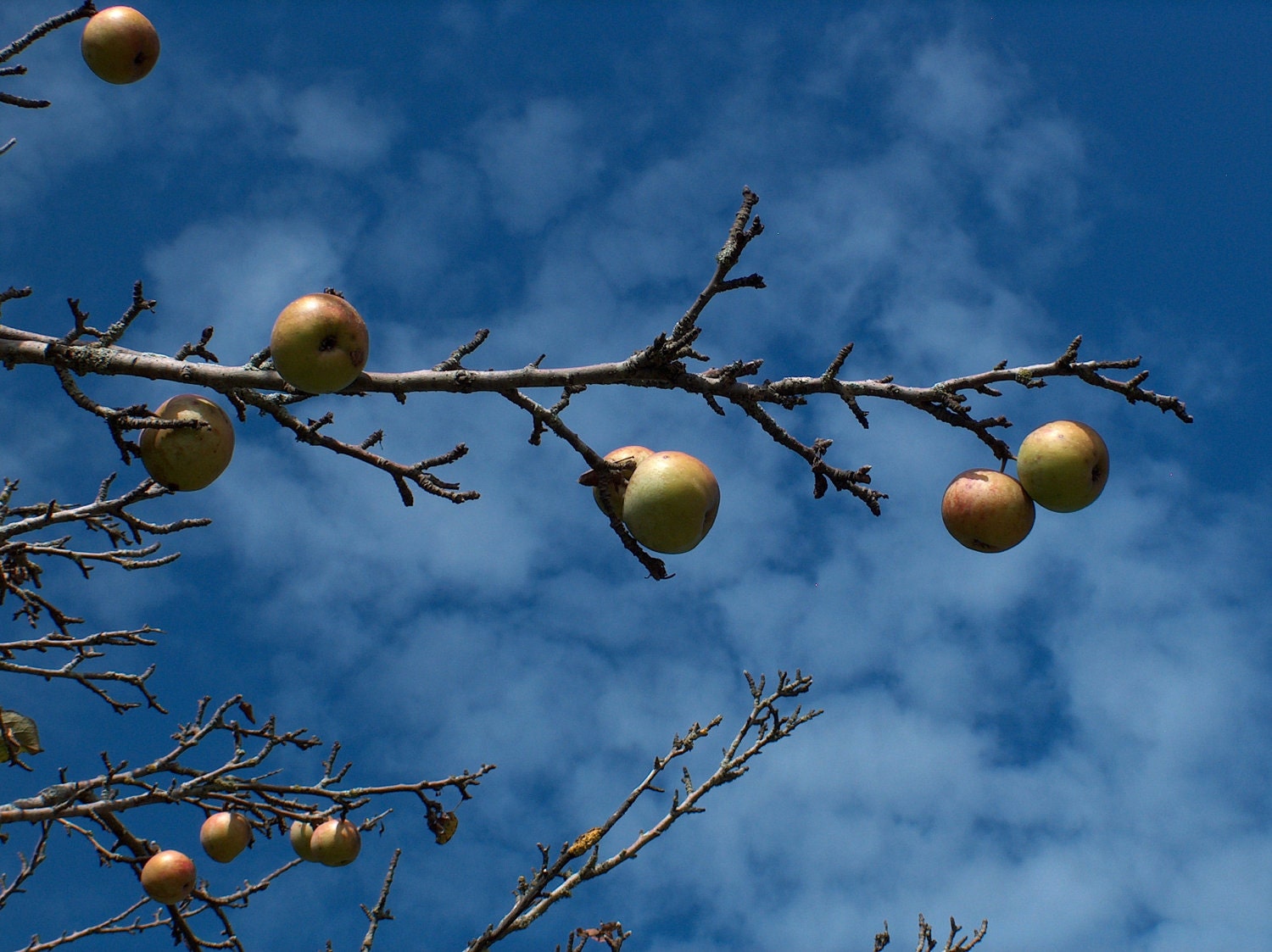 8 x10 Art Photo Print of apples on Monhegan Island off the coast of Maine - fall, blue, autumn