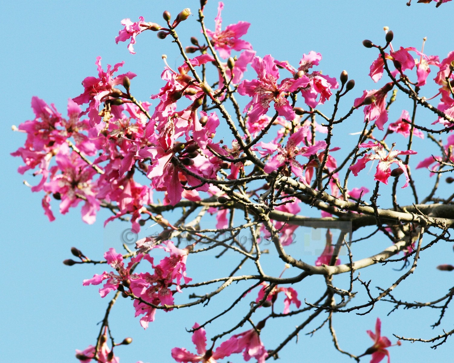 Pink Flowers & Blue Contrasting Sky - 8X10 Nature Photography