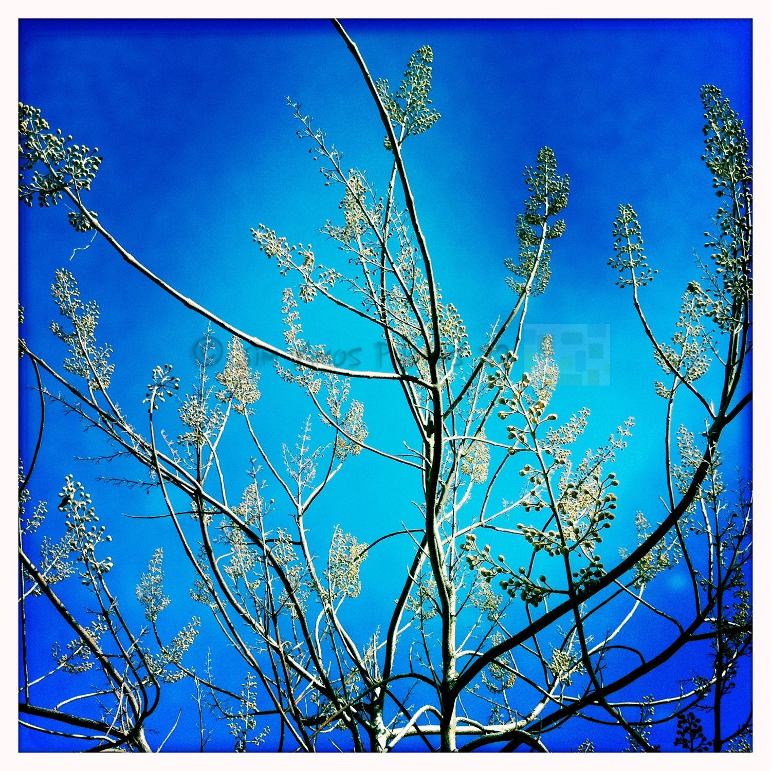 Nature Photography - Bare Tree Blue Sky - Square 5X5 Photo
