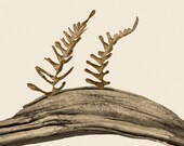 rustic driftwood and ferns forest art - The Old Bridge 8 x 10