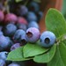 blueberrie