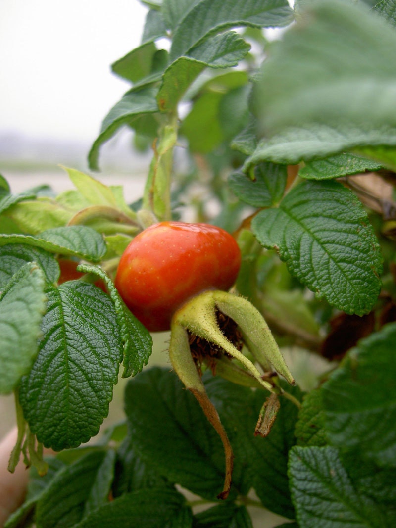 Wild Rose Hips