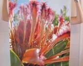 Large scale Protea Photo Print
