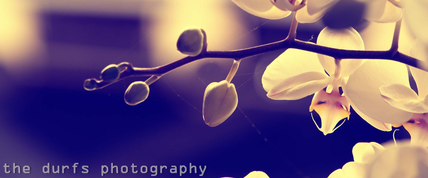 joy is a flower - photograph- 8x12 - orchid - longwood garden - philadelphia - pennsylvania