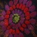 Inimitable Frida / Frida Kahlo "Viva la Vida" Collection / Felted Clothing / Coat