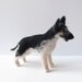 East European Shepherd dog