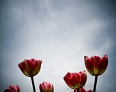Tulips 8X12